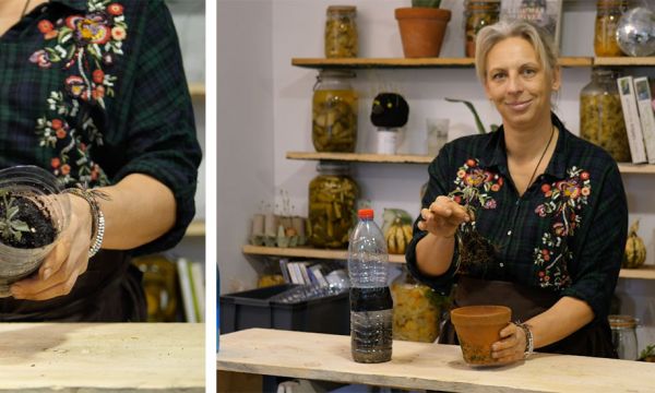 Tuto : Voici comment réussir vos boutures à l'étouffée !