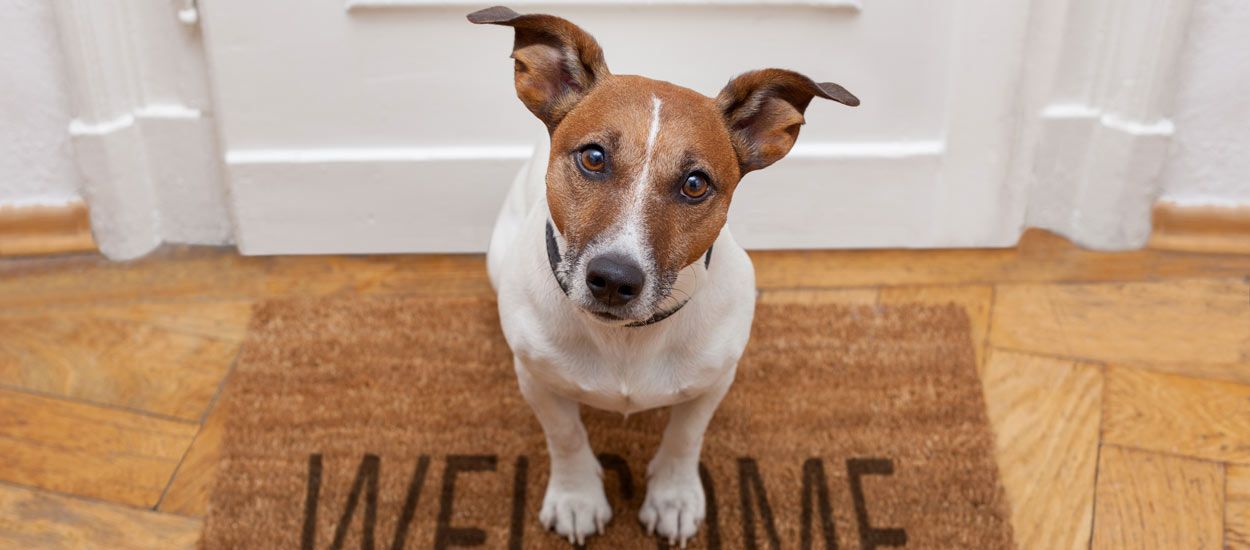 Une entreprise construit un immeuble uniquement réservé aux propriétaires de chiens
