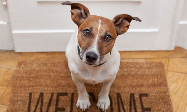 Une entreprise construit un immeuble uniquement réservé aux propriétaires de chiens
