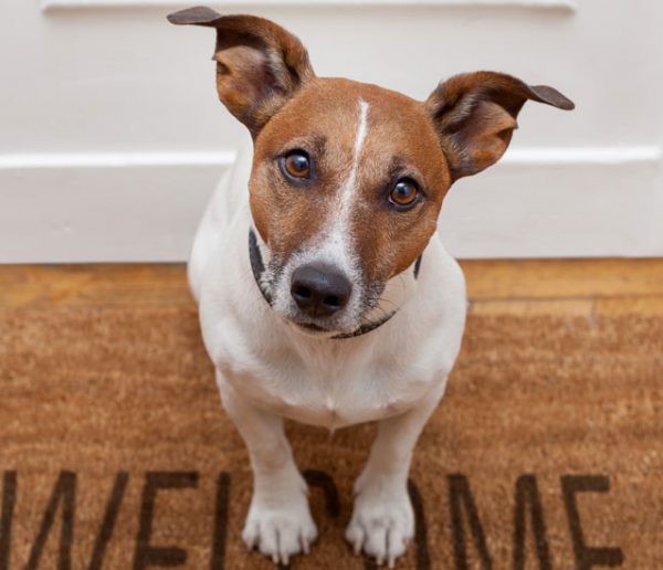 Une entreprise construit un immeuble uniquement réservé aux propriétaires de chiens