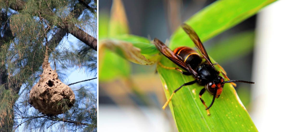 Les frelons asiatiques tuent : voici comment vous en protéger ?