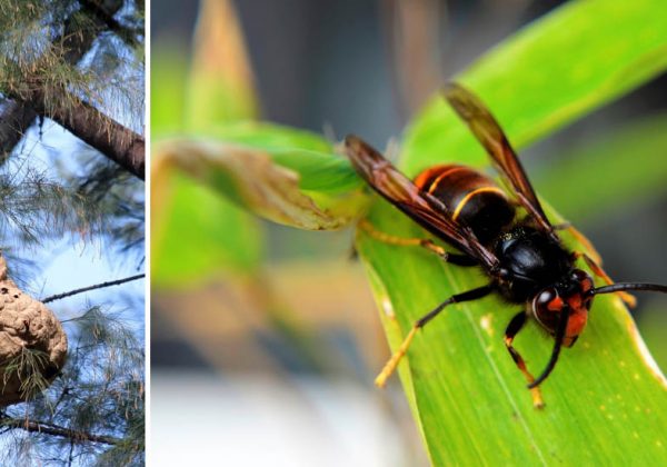 Comment Reconnaitre Un Frelon Asiatique Et S En Proteger Comment Reconnaitre Un Frelon Asiatique Et S En Proteger