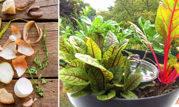 Faites pousser vos légumes directement dans ce mini-composteur