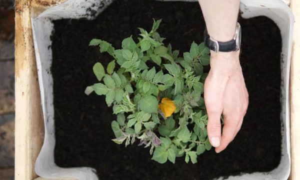 Tuto : Construisez une tour à patates, idéale pour les balcons et terrasses