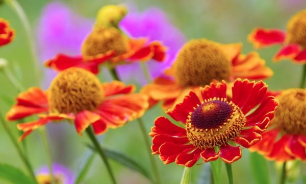 12 plantes pour apporter de la couleur à votre jardin d'automne