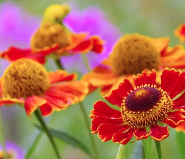 12 plantes pour apporter de la couleur à votre jardin d'automne