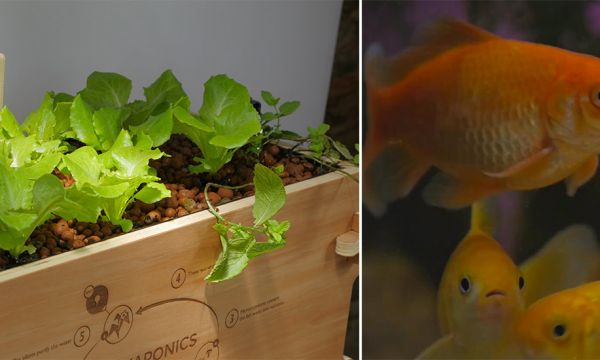 L'aquaponie est-elle compatible avec le bien-être de vos poissons ?