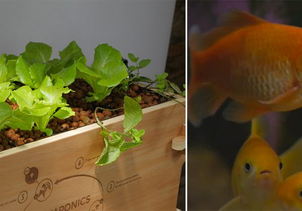 Aquaponie La Taille De Votre Aquarium Est Il Adapté Au