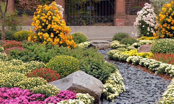 10 fleurs et graminées à planter dans votre jardin pour de jolies couleurs d'automne