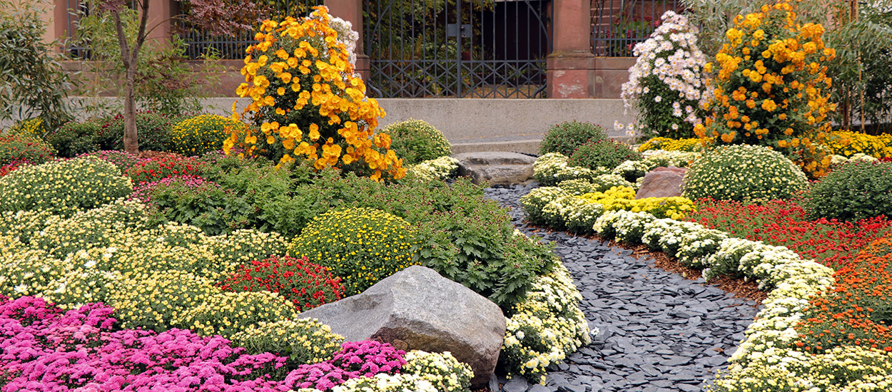 10 fleurs et graminées à planter dans votre jardin pour de jolies couleurs d'automne