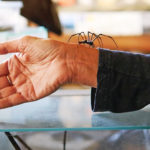 une personne tient une grosse araignée venimeuse