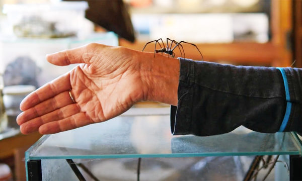 J'ai participé à une séance pour vaincre ma peur des araignées.