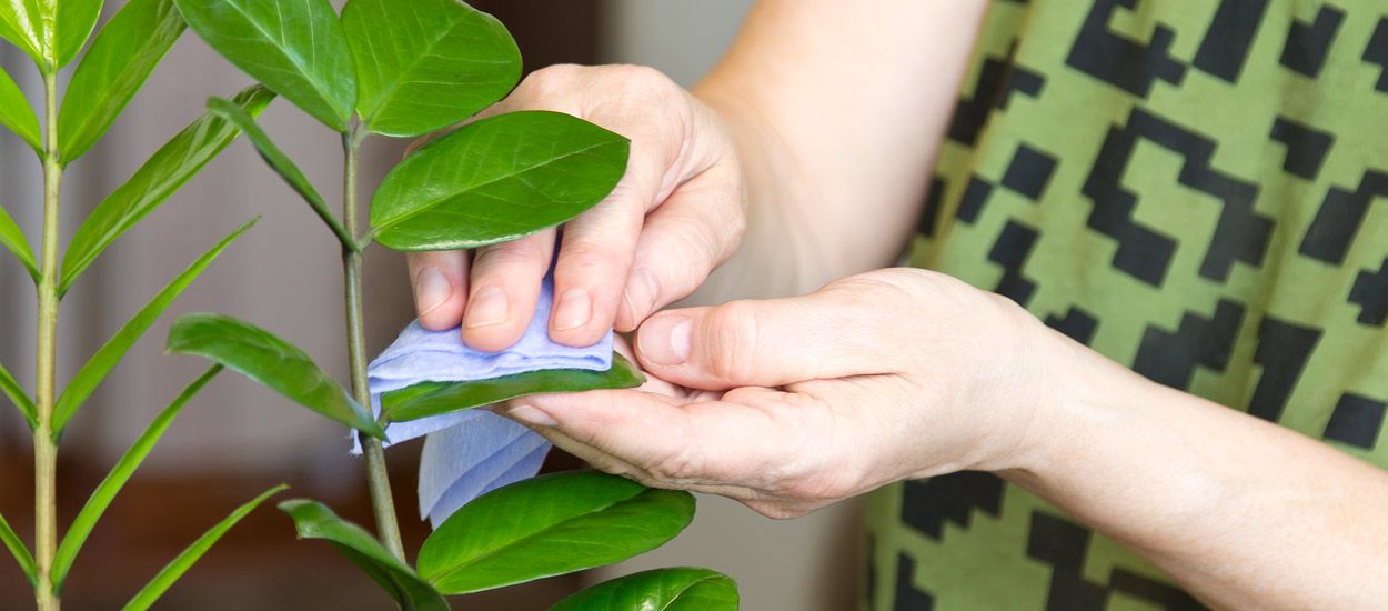 Comment sauver une plante verte