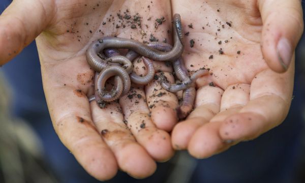 Aucun outil n'est capable de le battre : découvrez les incroyables prouesses du ver de terre !