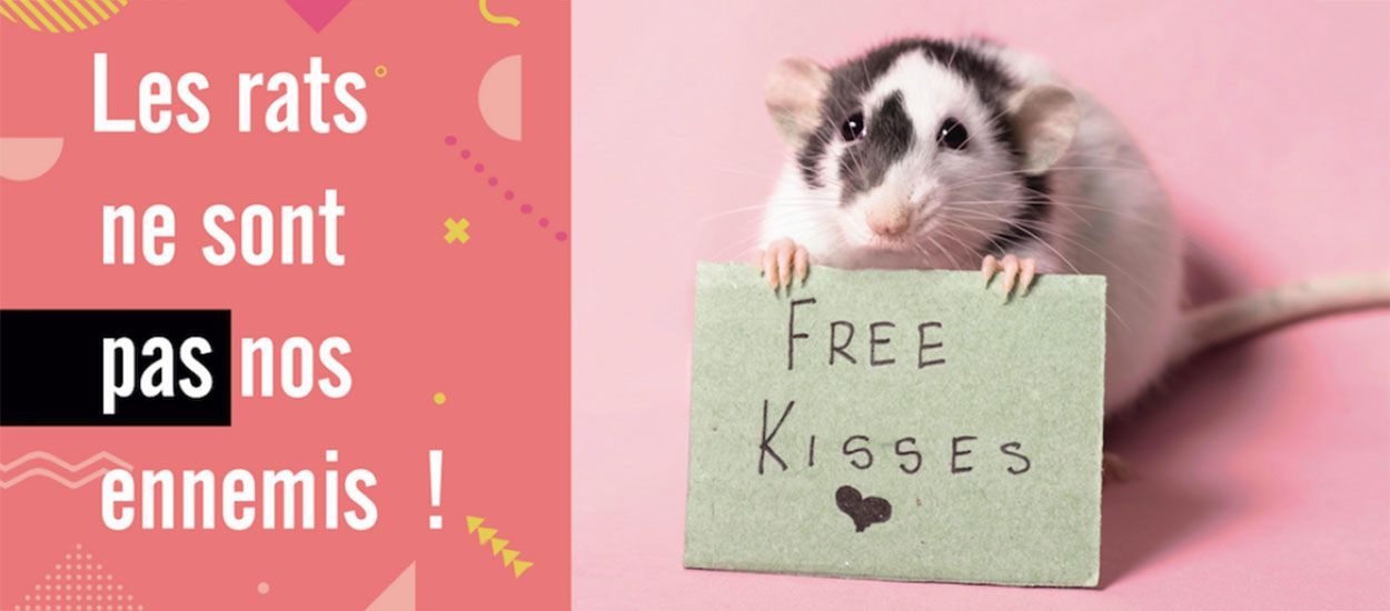 Une campagne pour garder les rats à Paris dénonce 5 idées reçues sur ces rongeurs