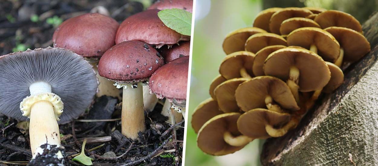 Découvrez les 5 champignons les plus faciles à cultiver à la maison, sur votre balcon ou au jardin !