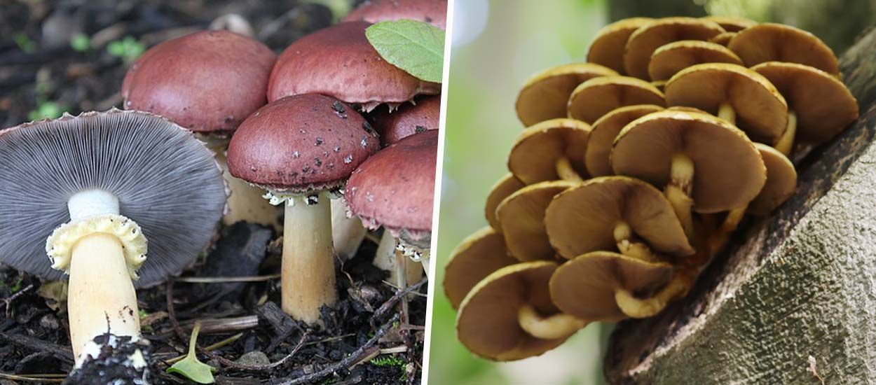 Cultiver des champignons à la maison