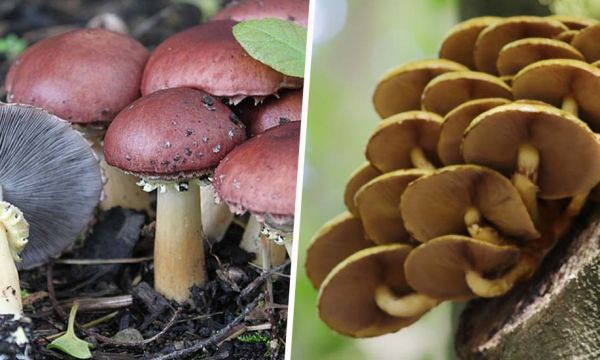 Découvrez les 5 champignons les plus faciles à cultiver à la maison, sur votre balcon ou au jardin !