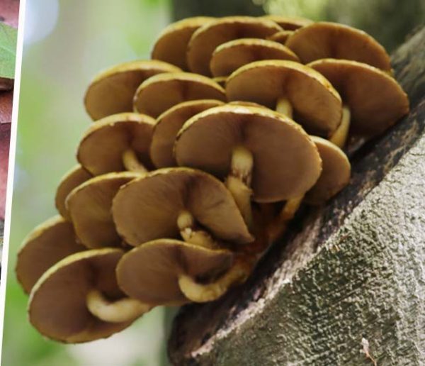 Découvrez les 5 champignons les plus faciles à cultiver à la maison, sur votre balcon ou au jardin !