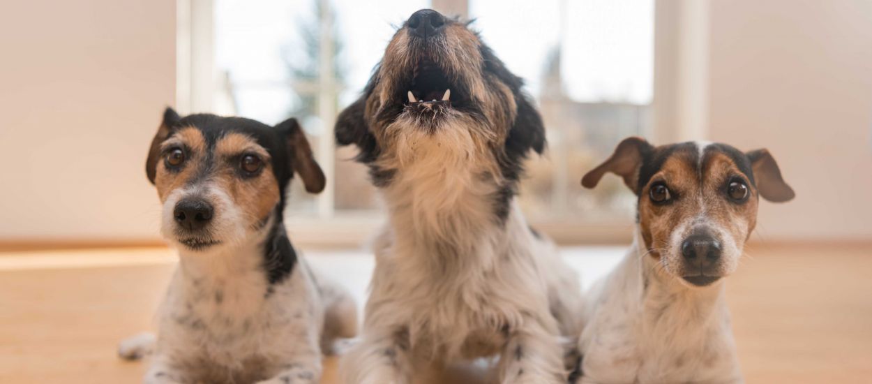 Que faire lorsque le chien de vos voisins n'arrête pas d'aboyer ?