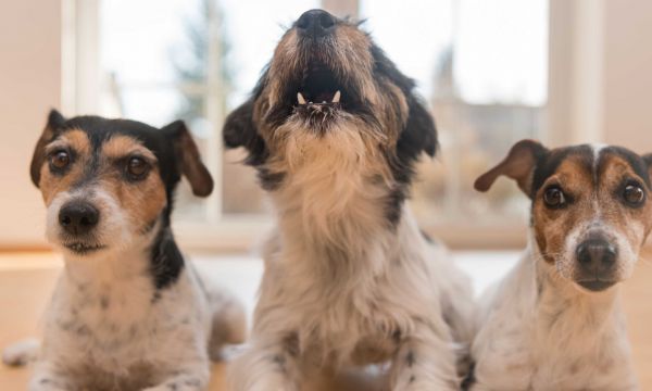 Que faire lorsque le chien de vos voisins n'arrête pas d'aboyer ?