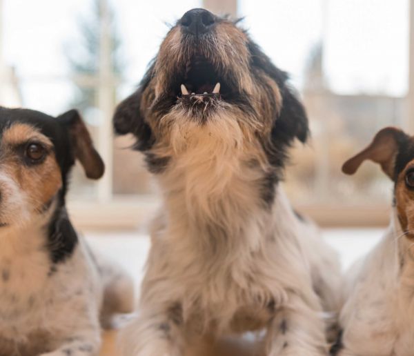 Que faire lorsque le chien de vos voisins n'arrête pas d'aboyer ?