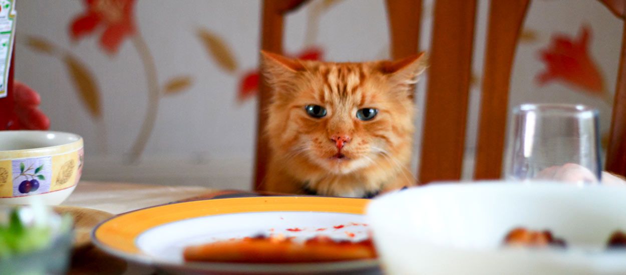 Comment réussir un plan de table pour un repas de Noël sans drame ?