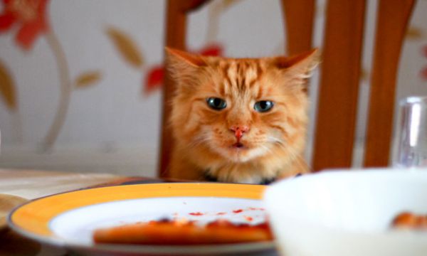 Comment réussir un plan de table pour un repas de Noël sans drame ?