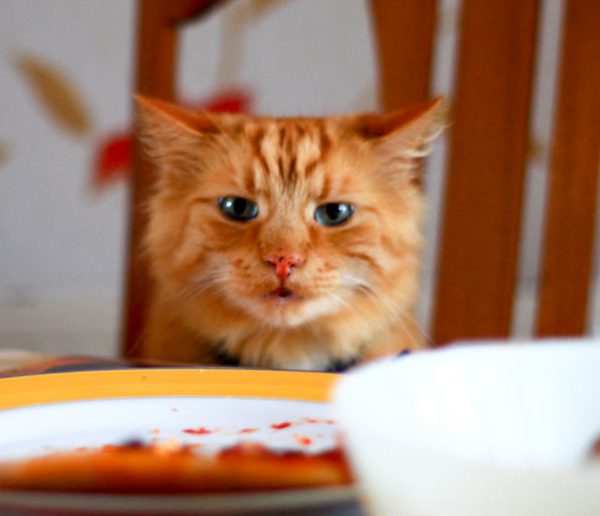 Comment réussir un plan de table pour un repas de Noël sans drame ?