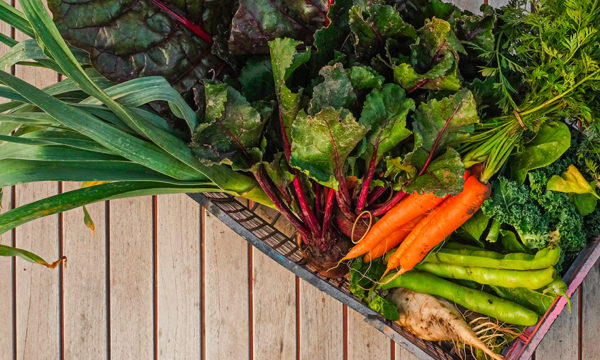 Quels légumes planter et semer au potager en novembre ?