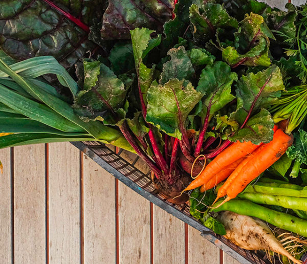 Quels légumes planter et semer au potager en novembre ?