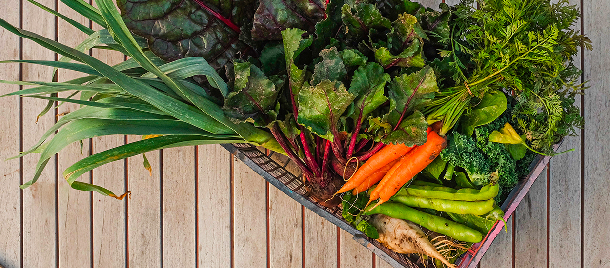 Quels légumes planter et semer au potager en novembre ?