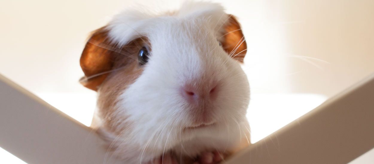 Nos conseils pour faire vivre un cochon d'inde librement à la maison