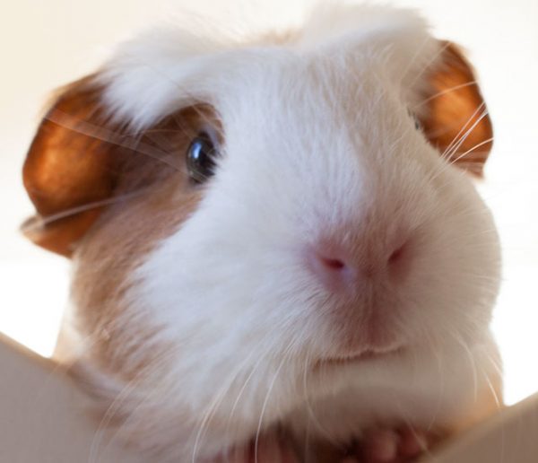 Nos conseils pour faire vivre un cochon d'inde librement à la maison