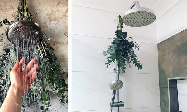 Pourquoi accrocher de l'eucalyptus dans sa douche est une bonne idée ?