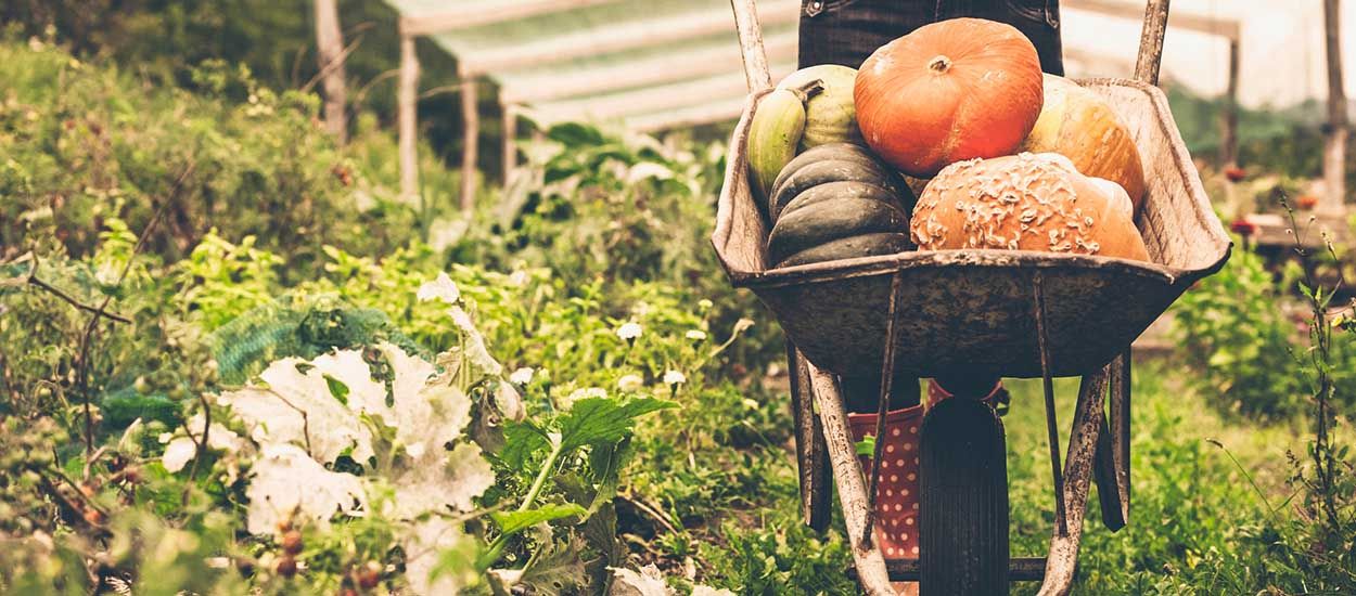 Comment aménager son potager pour devenir autosuffisant en légumes toute l'année ?