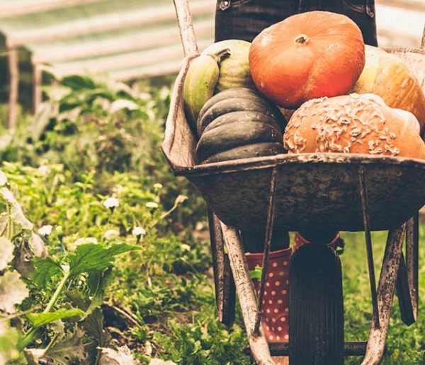 Comment aménager son potager pour devenir autosuffisant en légumes toute l'année ?