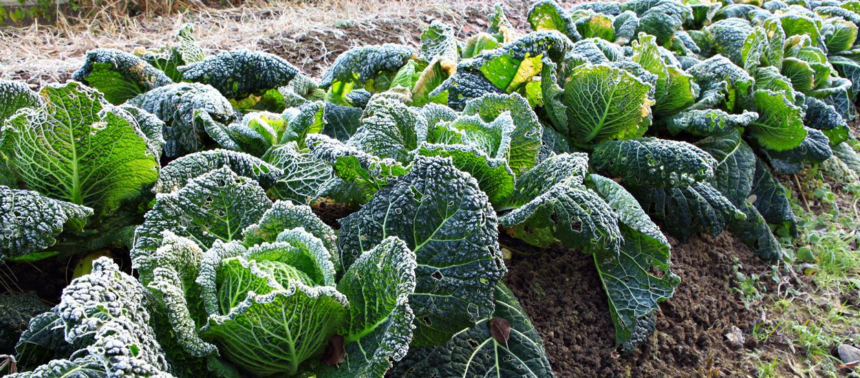 Préparez en douceur votre jardin à l'hiver et au froid avec la permaculture