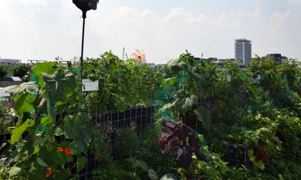 Un potager partagé sur les toits de Paris, une nouvelle façon de jardiner ensemble
