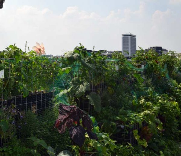 Un potager partagé sur les toits de Paris, une nouvelle façon de jardiner ensemble