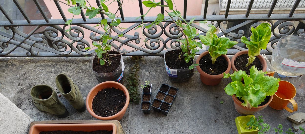 Comment cultiver des plantes médicinales en appartement (quand on a pas de jardin) ?