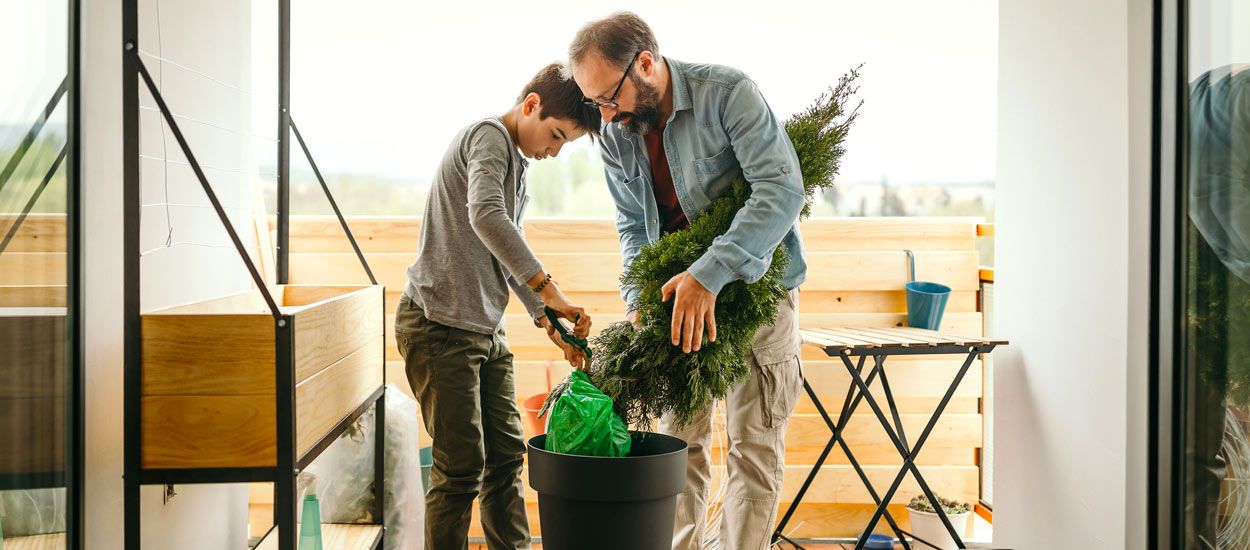 Comment prendre soin de votre sapin pour pouvoir le replanter après les fêtes ?