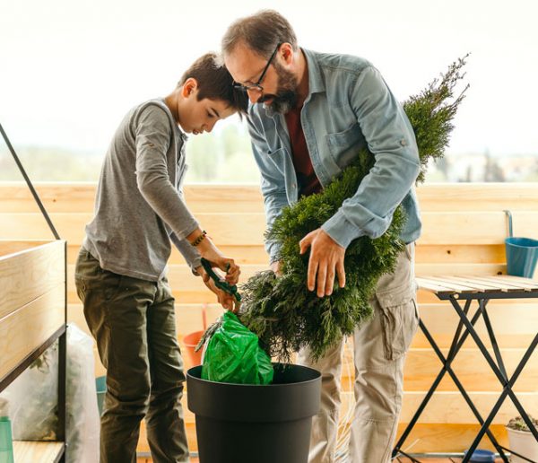 Comment prendre soin de votre sapin pour pouvoir le replanter après les fêtes ?