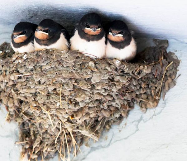 Attirez les hirondelles dans votre jardin pour lutter contre les moustiques