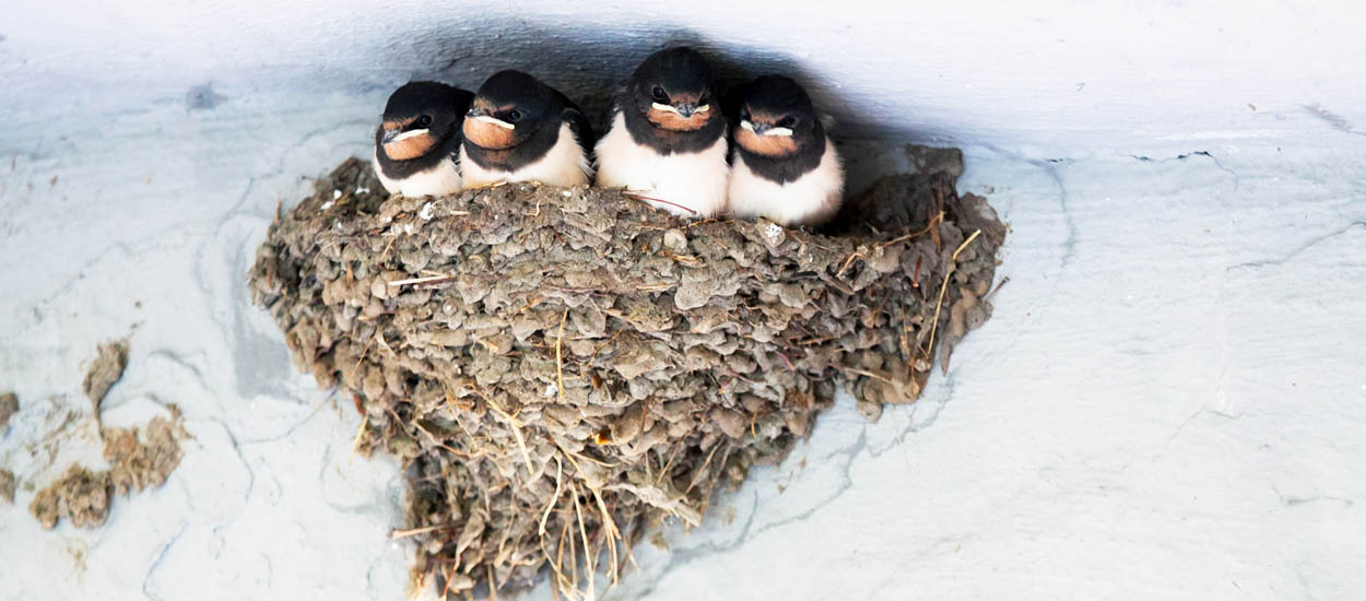 Attirez les hirondelles dans votre jardin pour lutter contre les moustiques