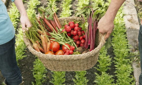 Comment trouver facilement un jardin partagé près de chez soi ?