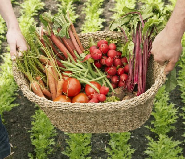 Potager et Permaculture