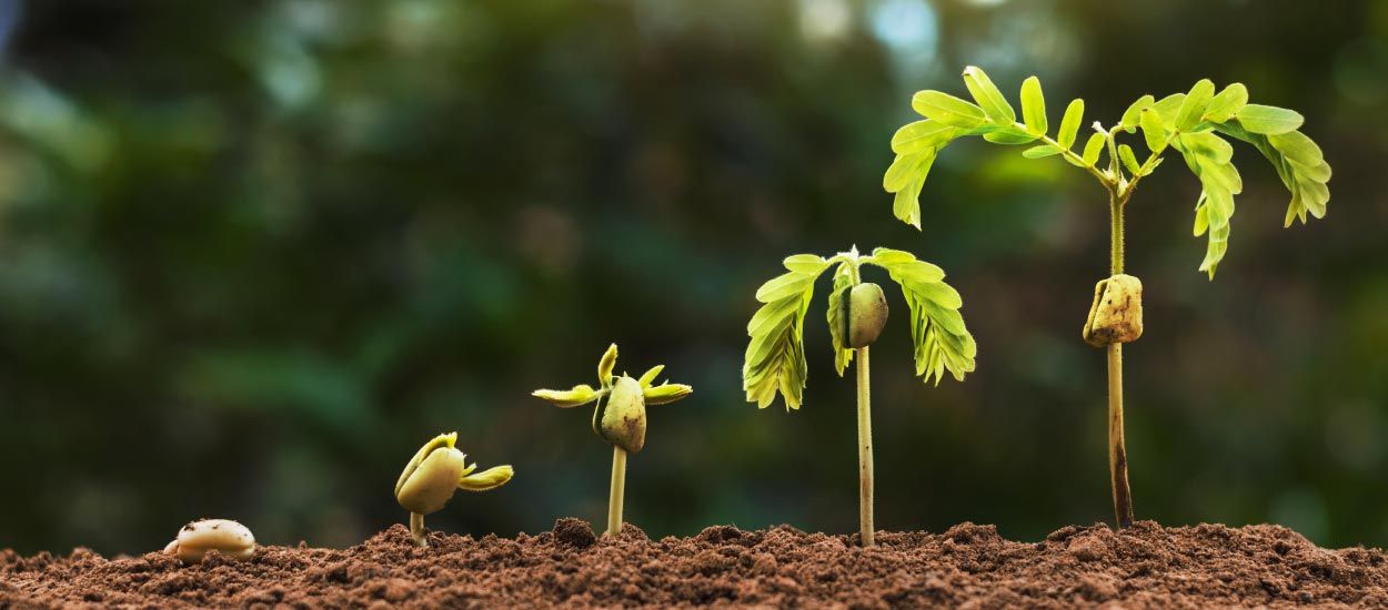 Comment semer des graines d'arbres et faire germer noyaux et pépins ?