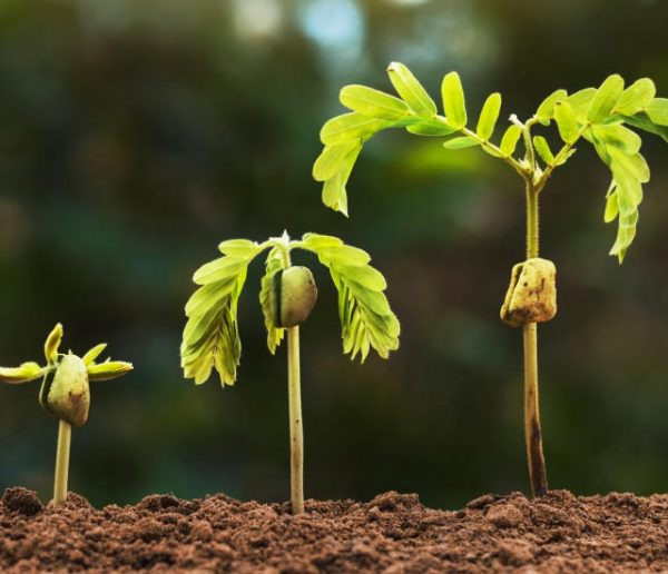 Faites pousser des arbres à partir des pépins, graines et noyaux !