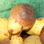 Des moucherons drosophiles sur des fruits pourris (poires)